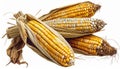 Pile of Harvested Corn Cobs with Dried Husks on a White Background Royalty Free Stock Photo