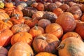 Pile of harvested ripe pumpkins gathered together