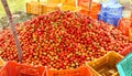 A pile of harvested tomatoes in the field. Royalty Free Stock Photo