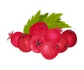Pile of Hawthorn Berries Rested Near Veined Green Leaf Vector Illustration