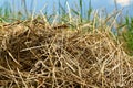 Pile of hay