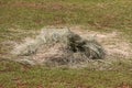 A Pile Of Hay Royalty Free Stock Photo