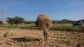 JEPARA, INDONESIA - AUGUST 24 2020 : Close-up of a pile of straw shouldered by a farmer