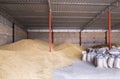 Pile of heaps of wheat grains and sacks at mill storage or elevator