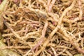 Pile of herb roots Royalty Free Stock Photo