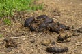A pile of horse manure lies on a country road