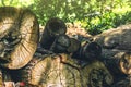 Pile of huge timber logs Royalty Free Stock Photo