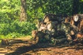 Pile of huge timber logs in the forest Royalty Free Stock Photo