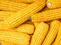 Pile of husked sweet corn cobs