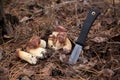 Pile of Imleria badia or Boletus badius commonly known as the bay bolete growing in pine tree forest Royalty Free Stock Photo