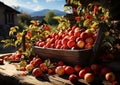 Pile of juicy apples in the middle of the farm