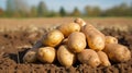 Pile of just dug potatoes, ready for use