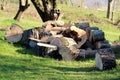 Pile of large chopped down tree parts left on uncut grass for additional cutting to be used as firewood Royalty Free Stock Photo