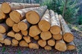 Pile of large cut down tree trunks