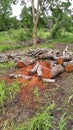 Pile of large cut down tree trunks in forest Royalty Free Stock Photo