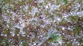 Pile of large hail on the ground many ice balls after spring summer thunderstorm violent Royalty Free Stock Photo