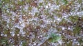 Pile of large hail on the ground many ice balls after spring summer thunderstorm violent