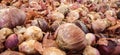 a pile of large onions that have just arrived and are ready to be sold in a supermarket