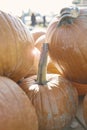 Pumpkins-2019_03 Royalty Free Stock Photo