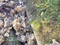 Pile of large rocks in the ditch near the grass
