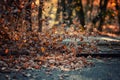 Pile of leaves high wind Royalty Free Stock Photo