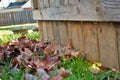 Pile of leaves and a rake leaning against a fence fall background