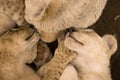 Pile of lion cubs sleeping