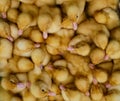 A pile of little yellow fluffy cute ducklings Royalty Free Stock Photo