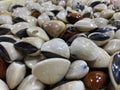 pile of live and fresh seashells on the tray on sale at the local wet market.