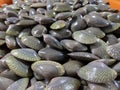 pile of live and fresh seashells on the tray on sale at the local wet market.