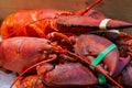 Pile of live lobsters on ice in a seafood market Royalty Free Stock Photo
