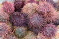 Close-up pile of live red sea urchins fresh caught from Pacific Ocean