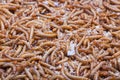 Pile of living mealworms larvae.
