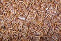 A pile of living mealworms larvae.