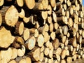 Pile of logs