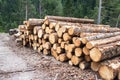 {Pile of logs along a forest road Royalty Free Stock Photo