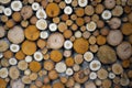 Pile of logs cut from colorful aspens, birches, alders  background Royalty Free Stock Photo