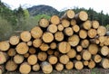 Pile of logs cut by lumberjack in the Woods Royalty Free Stock Photo