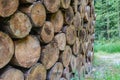 A pile of logs in the forest