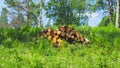 Pile of logs in the forest. stack of timber. prepared firewood. nature landscape