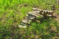 Pile of logs in the forest. stack of timber. prepared firewood. nature landscape