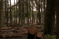 pile of logs from logging in the forest Royalty Free Stock Photo