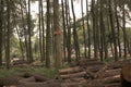 pile of logs from logging in the forest Royalty Free Stock Photo