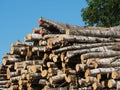 A pile of logs. Lumber made of birch logs