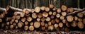 Scots pine and spruce, oak trees. Pile of logs, lumbering industry. generative ai