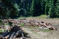 Pile of logs near wood cutting area Royalty Free Stock Photo