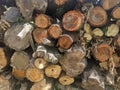 A pile of logs in stacked in haphazard manner which are going to be used as firewoods