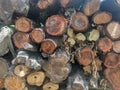 A pile of logs stackein haphazard manner. Ready to be used as firewoods