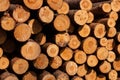 A pile of logs in a wood on a late spring day Royalty Free Stock Photo