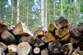 A pile of logs. Royalty Free Stock Photo